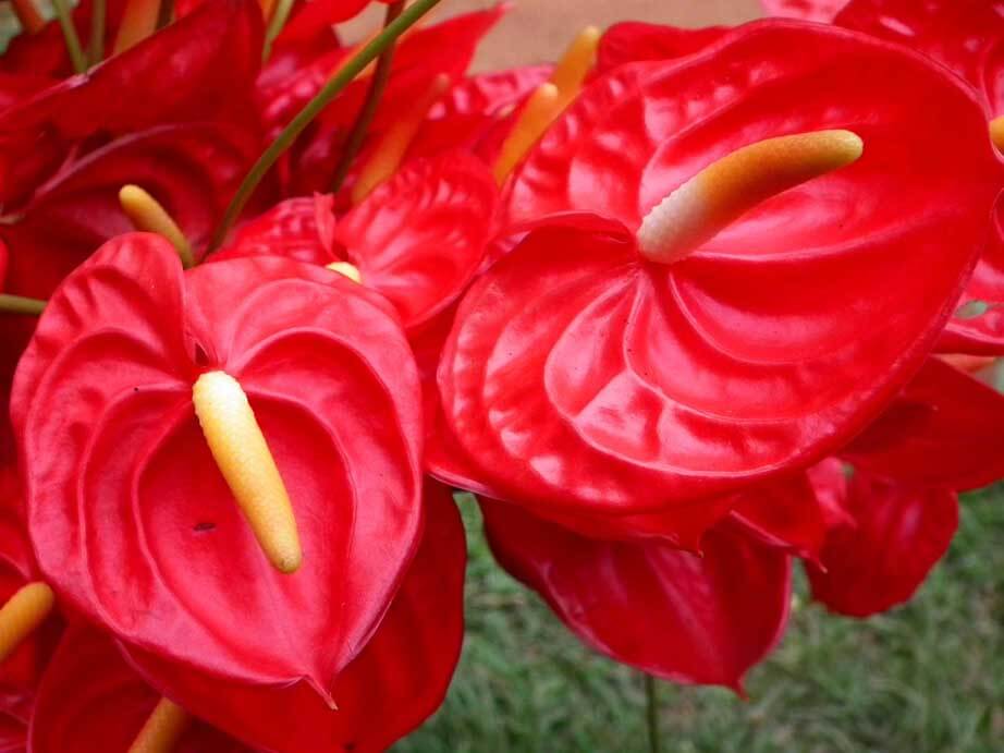 Anthurium Guide | Our House Plants