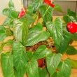 Painter's Palette (Anthurium Andreanum) in an office