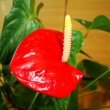 Anthurium