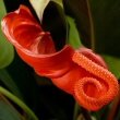 Close view photo of the Anthurium Scherzianum flower by JJ Harrison