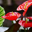Anthurium with several red flowers by Mike Bird