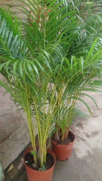 Is Areca Palm Toxic to Humans 