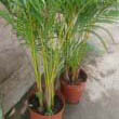 Areca Palm photo taken by Mokkie