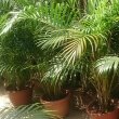 Several healthy looking Areca Palms by Mokkie