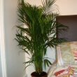 The Butterfly Palm makes an unusual house plant for the bedroom