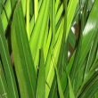 The large numbers of fronds make for an attractive living screen