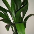 Photo of Aspidistra / Cast Iron Plant (A. elatior) next to a white wall