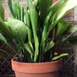 Susanne Penny has managed to grow her Aspidistra plant outdoors all year round - including Winter, read the comments section for her story