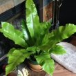 This is our community member Zell's Bird Nest Fern