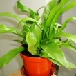 Young Bird Nest Fern with curly and twisty fronds