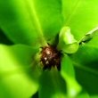 New fronds will emerge from the centre of the Bird Nest Fern