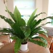 Birds Nest Ferns do well in quite small pots, but you must still repot them