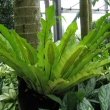Asplenium houseplant photo by KENPEI