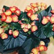 Cane Begonia with red and orange flowers by Kor!An