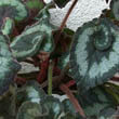 Begonia rex 'Escargot' photo by Jerzy Opioła