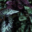 Collection of Begonia plants with different types of leaves by Succulentubus