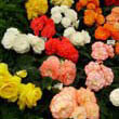 Tuberous Begonias on display at the Hampton Court Flower Show by Darorcilmir