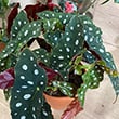 Begonia Maculata Polka Dot Plant
