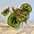 Begonia masoniana Iron Cross