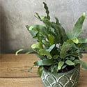 Small Blue Star Fern on a wooden shelf
