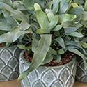 Several plants in geometric pots grouped together
