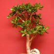 A Jade Plant being grown in the Bonsai style by Emmanuelm