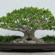 After many years you may create a Bonsai as stunning as this. Taken by  	Ragesoss at the National Bonsai & Penjing Museum at the United States National Arboretum