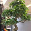 This photo shows a well cared for mature Bonsai Tree