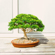 Bonsai photo taken by Todd Trapani