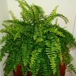 Boston Fern or Nephrolepis exaltata Bostoniensis