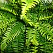 Close up photo of the Fern's fronds