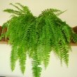 The Boston Fern can suit many situations in our homes