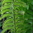 The leaf spores of the Boston Fern by David Eickhoff