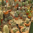 Group of Cacti