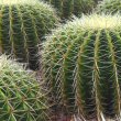This photo shows Several globular shaped cacti by Calvin Teo