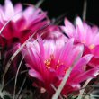 Cacti do flower quite often as this one which is flowering shows, photo by Paolo Neo