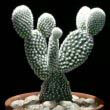 Angelwings (Opuntia) cactus by Christer Johansson