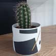 Cactus plants can fit any design within a home including a modern one