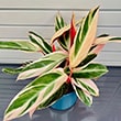 Calathea Stromanthe Sanguinea Triostar