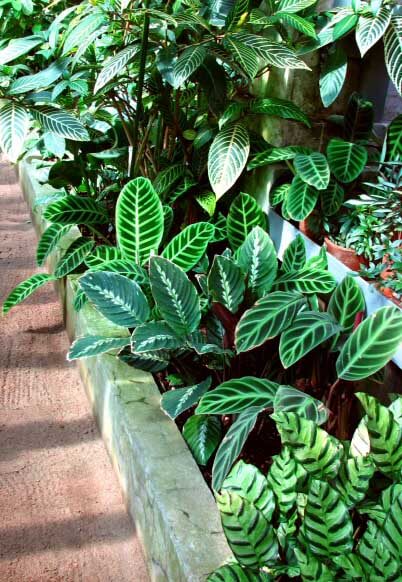 Thorsen's Greenhouse Live Houseplant Calathea Orbifolia