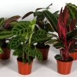 With the right care a large number of Calathea can be grown as houseplants