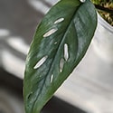 Cebu Blue Pothos leaf with basic fenestrations showing