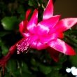 Red Christmas Cactus flower