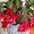 Christmas Cactus (Schlumbergera buckleyi)