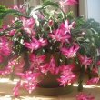 Christmas Cactus plant in a Kitchen. Photo by Empereur Day