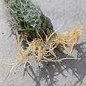 Cleistocactus colademononis is easily propagated, check out my guide to learn how to do this