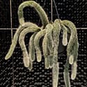 Monkey Tail Cactus plants can be washed and watered with a quick rinse under a showerhead