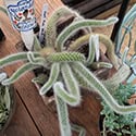 A not for sale, Cleistocactus colademononis on display at The Urban Garden Community project in Bath UK