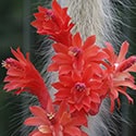Cleistocactus colademononis in flower - photo by Dornenwolf