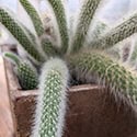 Monkey Tail Cactus in a brown planter creeping over the sides